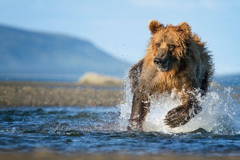 Der Braunbär jagt im flachen Wasser nach Lachsen. Während der Lachswanderung deckt er fast 90% seines jährlichen Energiebedarfs. – Bild: Oliver Scholey