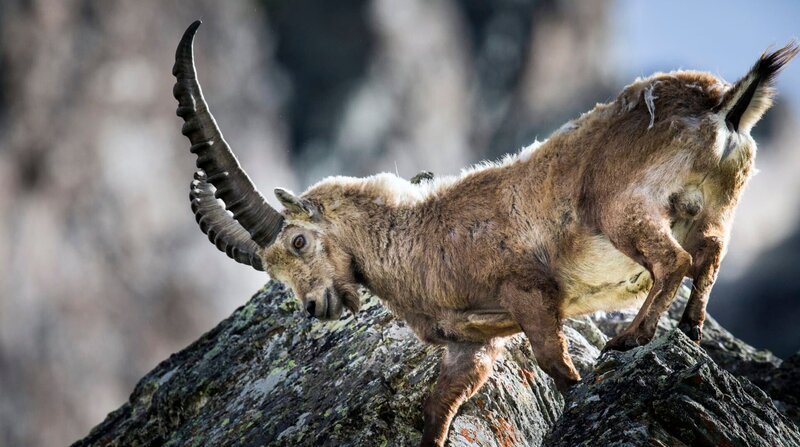 Steinbock Großglockner, Pasterze: In den Alpen kommt der Steinbock bis in Höhen von 3.500 Metern vor. – Bild: BR/​doclights/​NDR/​NDR Naturfilm/​ScienceVision Filmproduktions GmbH/​Rita Schlamberger