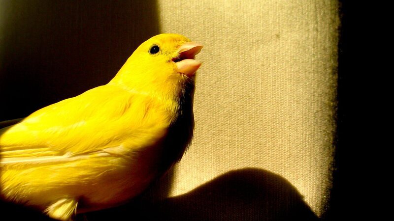 Beautiful Yellow canary bird out of the cage in Barcelona Spain – Bild: Alex Lapuerta /​ Getty Images