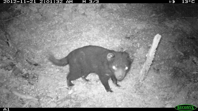 Das Sanctuary nimmt an wissenschaftlichen Studien teil – Bild: Bonorong Wildlife Sanctuary