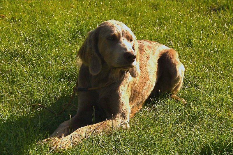 Perle wird zum Jagdhund ausgebildet. – Bild: 5ǀ14 FILM/​BR/​NDR