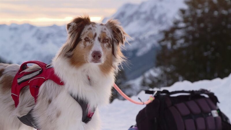 Was kann ein Lawinenhund? – Bild: WDR/​Die Sendung mit dem Elefanten