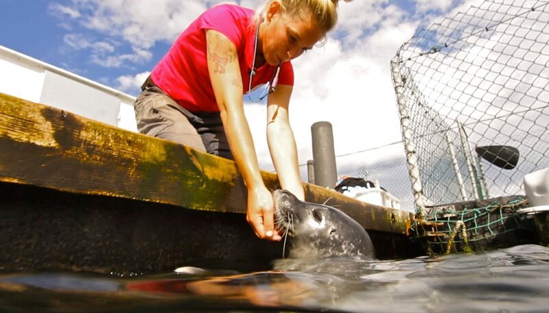 Biologin Jenny Ann Byl liebt die Arbeit mit Robben. – Bild: NDR/​5ǀ14 FILM