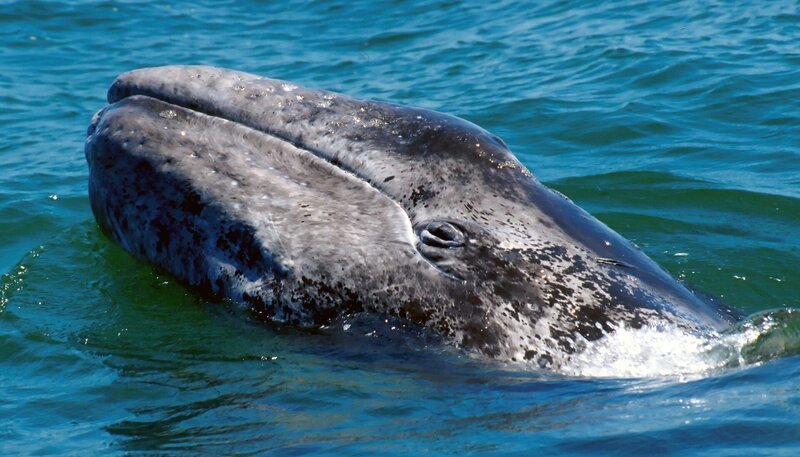 Ein Grauwal im Puget Sound. Die 15 Meter langen Riesen waren einst schon fast ausgerottet. Inzwischen gibt es wieder rund 30.000 Exemplare – und jedes von ihnen kann so viel wiegen wie ein Dutzend Elefanten. – Bild: BR/NDR/NDR Naturfilm/Florian Graner Ein Grauwal im Puget Sound. Die 15 Meter langen Riesen waren einst schon fast ausgerottet. Inzwischen gibt es wieder rund 30.000 Exemplare – und jedes von ihnen kann so viel wiegen wie ein Dutzend Elefanten. – Bild: BR/NDR/NDR Naturfilm/Florian Graner