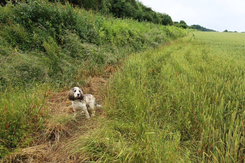 Dog in grass – Bild: Zodiak Rights 2017 Lizenzbild frei