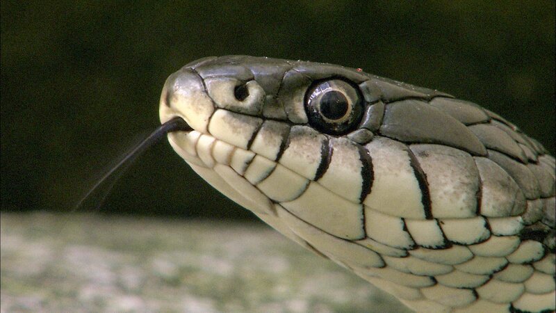 Die Ringelnatter kommt mit ihren Unterarten in großen Teilen Europas und Asiens vor. Sie ist für den Menschen vollkommen ungefährlich. – Bild: 3sat