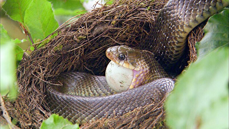Oft finden Äskulapnattern in Vogelnestern üppige Beute. – Bild: ORF Oft finden Äskulapnattern in Vogelnestern üppige Beute. – Bild: ORF