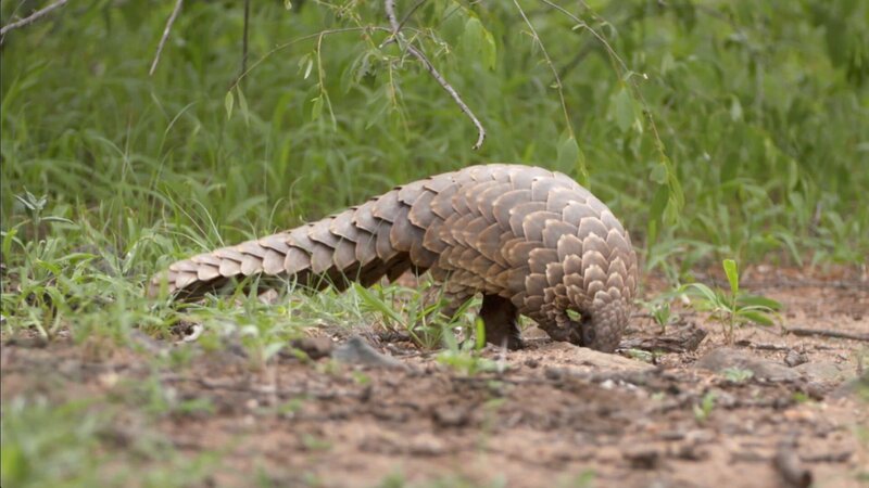Ground pangolin – Bild: 2020_CuriosityStream-Inc.