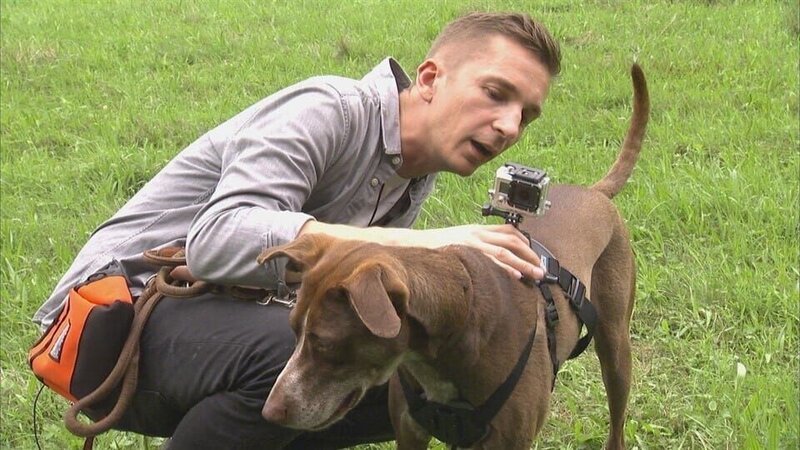 „pur+“-Moderator Eric Mayer bereitet sich mit seinem Hund Caramelo auf eine Wildschweinbegegnung vor. Um den entscheidenden Moment live miterleben zu können, wird Caramelo mit einer eigenen Kamera ausgestattet. Wie nah wird er dem Wildschwein wohl kommen? – Bild: ZDF/​Studio 100