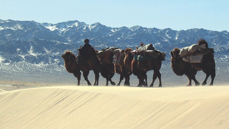 Ein Mann, der eine Kamelherde anführt; Die Wüste Gobi – Bild: CuriosityStream Inc. /​ Spiegel TV Wissen