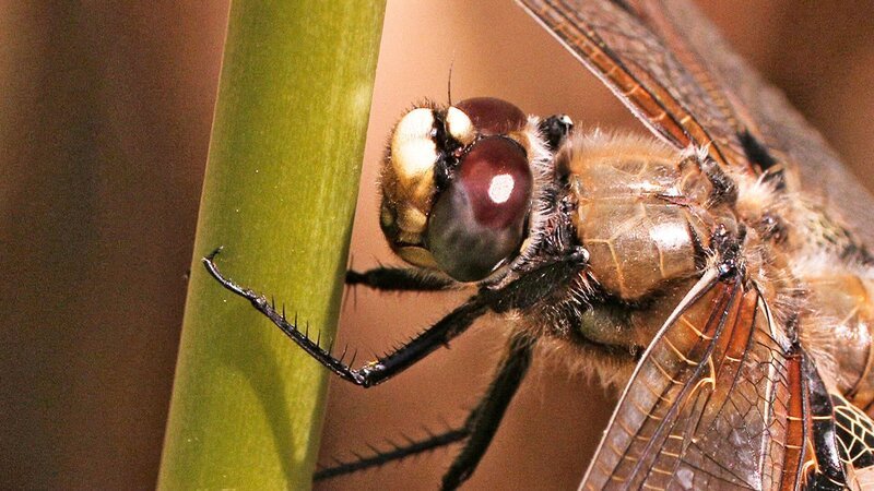 Universum: „Libellen – Die Himmelsjäger“, Sie schweben über Teichen und Tümpeln, sie bevölkern die Ufer von Flüssen und Bächen. Mit ihren metallisch schillernden Farben und einzigartigen Flugkünsten sind sie wahre Juwele der Lüfte: Dieser Film präsentiert Libellen, wie man sie noch nie gesehen hat. Faszinierende Makroaufnahmen führen in die Welt dieser Insekten, die schon zu Zeiten der Dinosaurier auf der Erde lebten. Spektakuläre Superzeitlupen und aufwändige Computeranimationen verraten erstmals, wie Libellen ihre Beute blitzschnell im Flug fangen – und wie sie sich in der Luft paaren. Unterwasseraufnahmen enthüllen die Entwicklung der räuberischen Libellenlarve, Zeitrafferszenen das Schlüpfen des fertig entwickelten Insekts. Doch die farbenprächtigen Flugakrobaten schweben in Gefahr: Die bevorzugten Lebensräume der Libellen an und in Gewässern schrumpfen zusehends – und so sind allein in Europa bereits etwa 80 Arten vom Aussterben bedroht. – Bild: 3sat