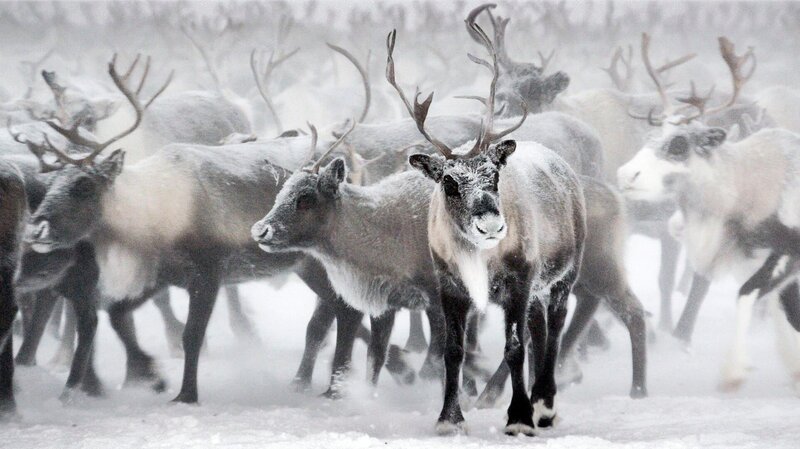 Rentiere auf dünnem Eis – Bild: Altayfilm/​BR/​MDR
