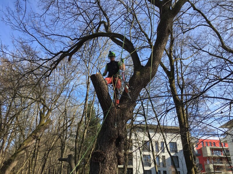 Abseilen des abgetrennten Astes – Bild: Autentic