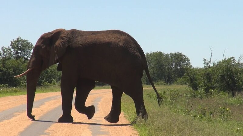 Elefanten stehen wegen ihrer Stoßzähne aus Elfenbein ganz oben auf der Abschussliste von Wilddieben. – Bild: ZDF und Capa /​ 13ième Rue