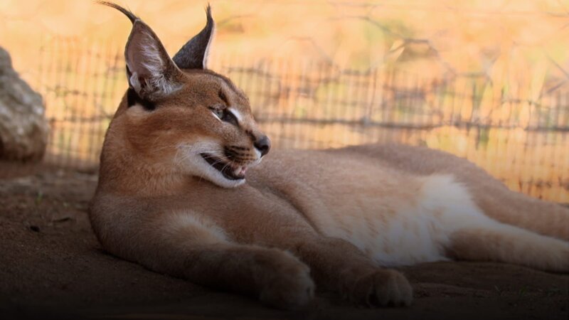 Caracal – Bild: 2020_CuriosityStream-Inc.