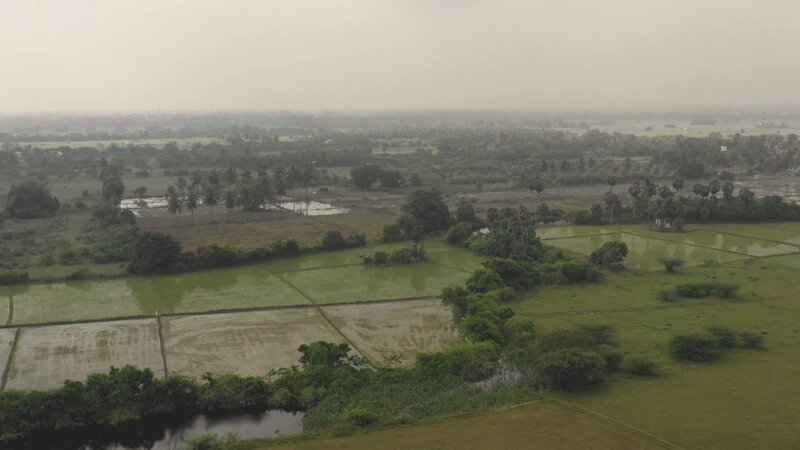 Reisfelder sind ein bevorzugtes Habitat von Giftschlangen. Jährlich sterben in Indien mehr als 50.000 Menschen infolge von Schlangenbissen. – Bild: ZDF und Capa /​ 13ième Rue