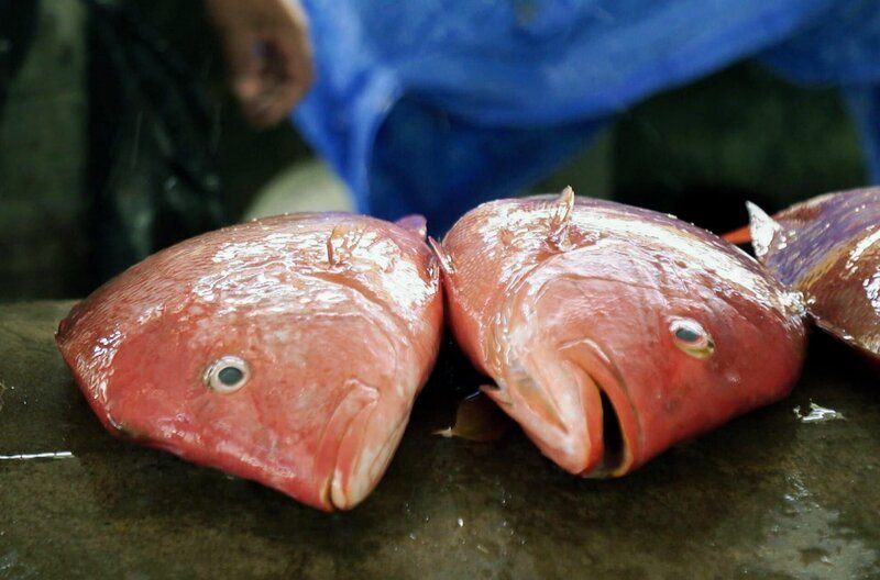 Seit Ende der 1970er Jahre sorgt der Fischfang für Reichtum und Wohlstand der Einwohner – und verhilft den Seychellen nach Jahrhunderten der Kolonialherrschaft zu neuer Unabhängigkeit. – Bild: Elephant Doc