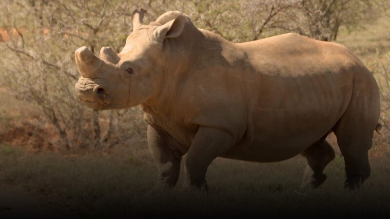 Breitmaulnashorn – Bild: Curiosity Channel