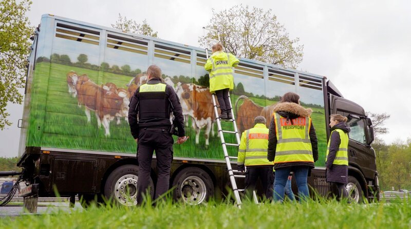 ARD/​MDR ACHTUNG TIERTRANSPORT – LANGE WEGE AUF DEN TELLER, am Montag (13.01.25) um 23:35 Uhr im ERSTEN. Polizeikontrolle auf der A 1 südlich von Bremen. Tiertransporte werden von der Autobahn ausgeleitet auf einen Parkplatz, dort von Veterinären und der Polizeibeamten begutachtet. Dieser LKW transportiert Rinder vom Stall in einen Schlachthof. Die Beamten haben nichts zu bemängeln, der Transport ist in Ordnung. Barrierefrei: Männer und Frauen in gelben Westen mit der Aufschrift „Polizei“ stehen bei einem Tiertransport-LKW. Ein Polizeibeamter steht auf einer Leiter, um in den LKW zu schauen, der nur oben Lüftungsgitter hat. Auf dem LKW ist eine bunte Wiese mit braun-weißen Rindern aufgemalt. Der Transport ist in Ordnung, Polizei und Veterinäre haben nichts zu beanstanden. – Bild: MDR/​Manfred Karremann
