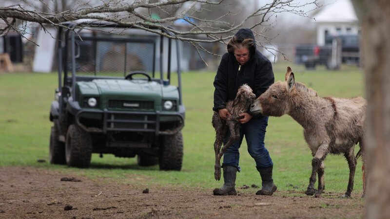 Michelle C. carrying newborn donkey to corral – Bild: Warner Bros. Discovery, Inc. or its subsidiaries and affiliates.