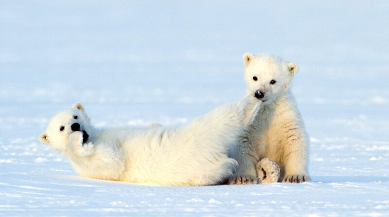 Zwillingsgeburten kommen bei Eisbären recht häufig vor. Obwohl sie erst wenige Monate alt sind, können Eisbärenkinder schon Temperaturen bis zu minus 45 Grad Celsius ertragen. Nur im Meer schwimmen dürfen sie nicht. Ihre Fettschicht ist noch nicht dick genug und sie würden erfrieren. Weitere Fotos auf Anfrage. – Bild: BR/​Doclights GmbH/​NDR/​NDR Naturfilm/​Asgeir Helgestad