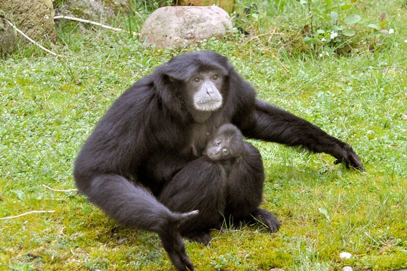 Siamangbaby im Jaderpark – Bild: Radio Bremen/​Volkmar Struessmann