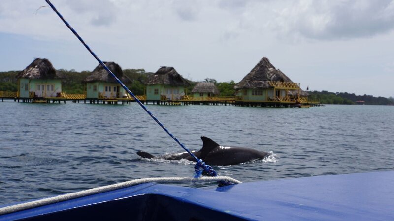 Delfin vor dem Ausflugsboot von Showensemble-Mitgliedern Markus und Carina – Bild: BR/​Deborah Stöckle
