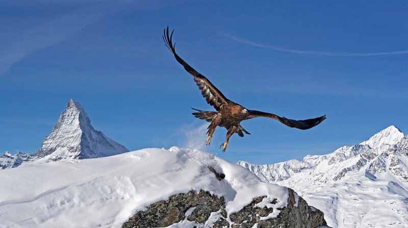 Steinadler vor Matterhorn – Bild: Toni Nemeth