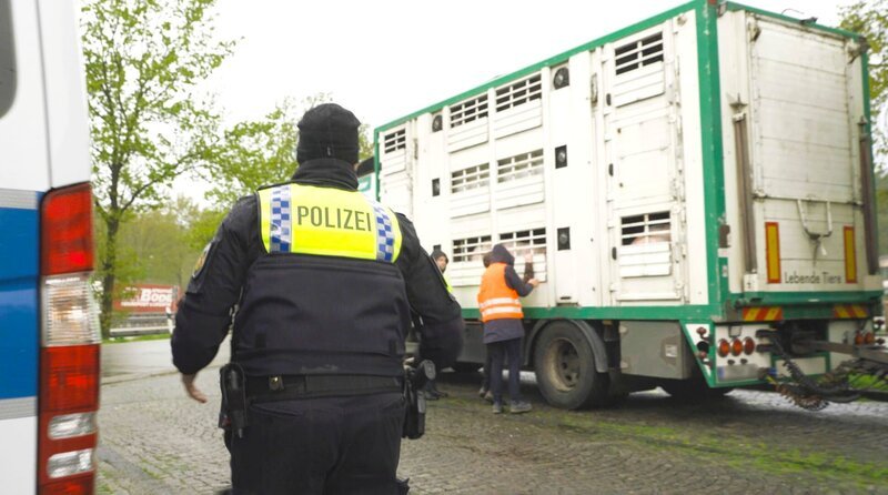 ARD/MDR ACHTUNG TIERTRANSPORT – LANGE WEGE AUF DEN TELLER, am Montag (13.01.25) um 23:35 Uhr im ERSTEN. Polizeikontrolle auf der A 1 südlich von Bremen. Tiertransporte werden von der Autobahn ausgeleitet auf einen Parkplatz, dort von Veterinären und der Polizeibeamten begutachtet. Auch bei dieser Schwerpunktaktion der Polizei wurden wieder über die Hälfte aller Tiertransporte aus verschiedenen Gründen bemängelt. Barrierefrei: Ein Polizeibeamter geht auf einen grün-weißen Tiertransport LKW zu. Dort steht bereits jemand in einer orangefarbenen Weste und kontrolliert. Es handelt sich um eine Großaktion der Polizei auf der A1 in Niedersachsen mit dem Fokus auf Tiertransporten. – Bild: MDR/Manfred Karremann ARD/MDR ACHTUNG TIERTRANSPORT – LANGE WEGE AUF DEN TELLER, am Montag (13.01.25) um 23:35 Uhr im ERSTEN. Polizeikontrolle auf der A 1 südlich von Bremen. Tiertransporte werden von der Autobahn ausgeleitet auf einen Parkplatz, dort von Veterinären und der Polizeibeamten begutachtet. Auch bei dieser Schwerpunktaktion der Polizei wurden wieder über die Hälfte aller Tiertransporte aus verschiedenen Gründen bemängelt. Barrierefrei: Ein Polizeibeamter geht auf einen grün-weißen Tiertransport LKW zu. Dort steht bereits jemand in einer orangefarbenen Weste und kontrolliert. Es handelt sich um eine Großaktion der Polizei auf der A1 in Niedersachsen mit dem Fokus auf Tiertransporten. – Bild: MDR/Manfred Karremann
