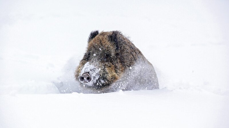Wenn der Schnee in den Tälern meterhoch liegt, ist der Wildwechsel für Hirsche und Wildscheine schwierig. – Bild: NDR/​Terra Mater Factual Studios/​Wild Nature Film/​Toni Nemeth