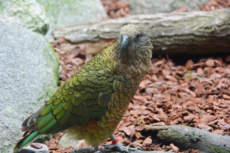 Keas im Zoo am Meer Bremerhaven. – Bild: Radio Bremen/​Volkmar Struessmann