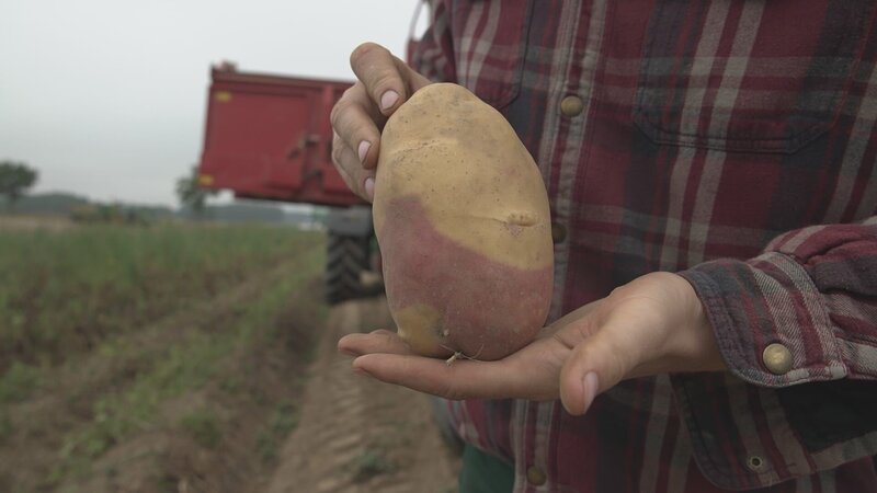 Karsten Ellenberg baut auf seinen Feldern 35 unterschiedliche Kartoffelsorten an und arbeitet parallel an immer neuen Züchtungen. – Bild: ZDF und Markus Müller