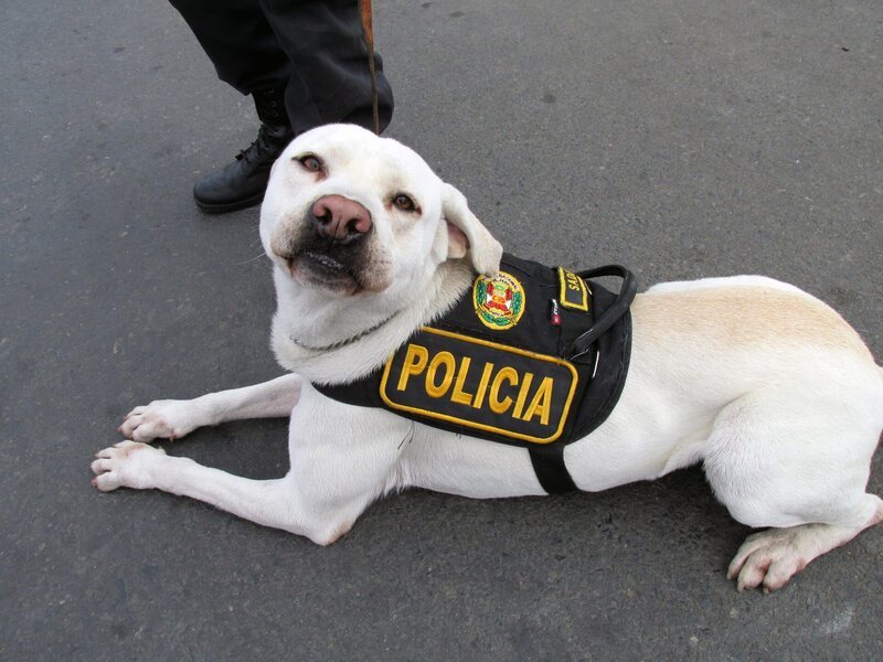 Jeden Tag kämpfen die Polizeibeamten am Flughafen in Peru gegen den Drogenhandel und andere Verbrechen. – Bild: National Geographic Partners, LLC.