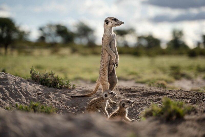 Erdmännchen – Bild: RTL /​ Oxford Scientific Films Ltd