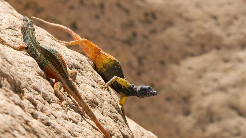 Augrabies Eidechse – Bild: RTL /​ Humble Bee Films Ltd & SeaLight Pictures Pty Ltd