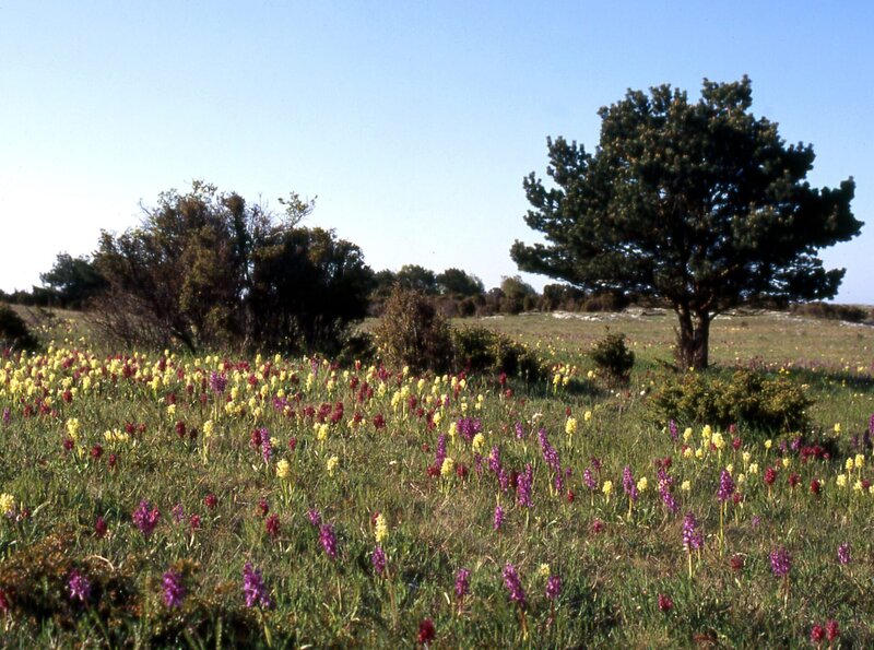 Öland: Wiesen voller Orchideen – im Frühling verwandelt sich Stora Alvaret in einen Blumengarten. – Bild: Thomas Willers