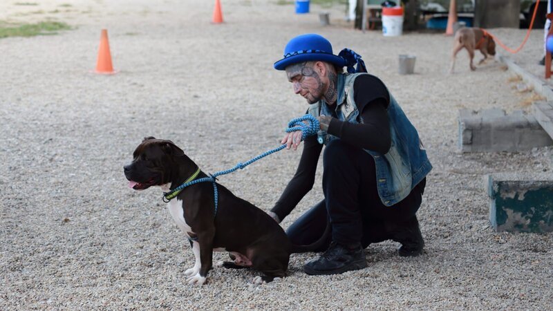 Dogs getting ready for dog bowl. – Bild: Discovery Communications, LLC