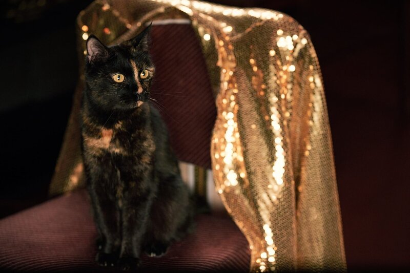 Jizzlord (Luke Rollason) hat sich in wieder zurück in eine Kater verwandelt, damit Jen (Máiréad Tyers) bei einem Katzenwettbewerb mit ihm Geld für die Klinik gewinnt. – Bild: Natalie Seery/​Disney+