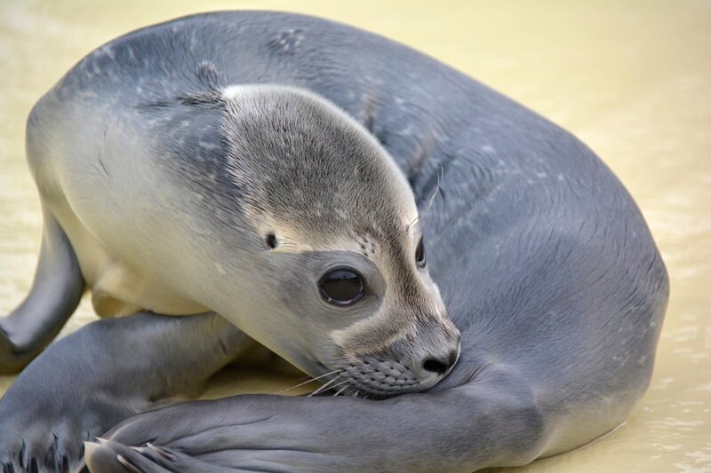 Heuler in Friedrichskoog – Bild: Radio Bremen/​Volkmar Struessmann