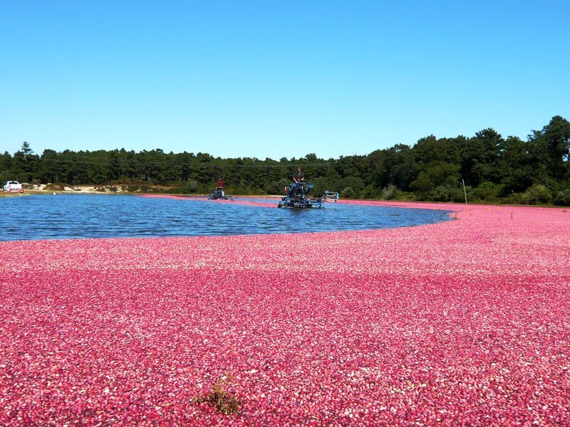 Zur Erntezeit verwandeln die kleinen Cranberrys die Felder auf der Halbinsel Cape Cod in leuchtend rote Seen. – Bild: BonGusto Zur Erntezeit verwandeln die kleinen Cranberrys die Felder auf der Halbinsel Cape Cod in leuchtend rote Seen. – Bild: BonGusto