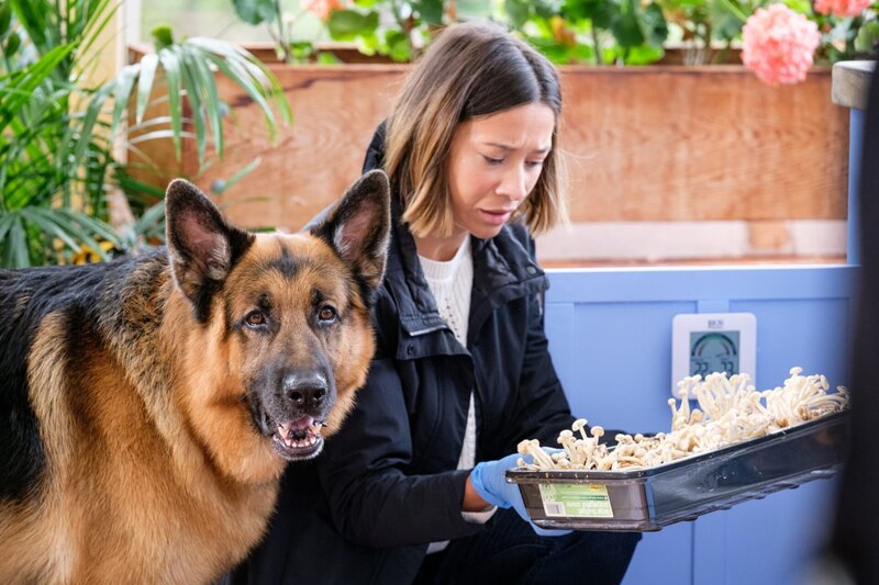 Rex DIESEL VOM BURGIMWALD) and Sarah (MAYKO NGUYEN) unearth magic mushrooms. – Bild: D.CARBERRY /​ DERMOT CARBERRY 2021