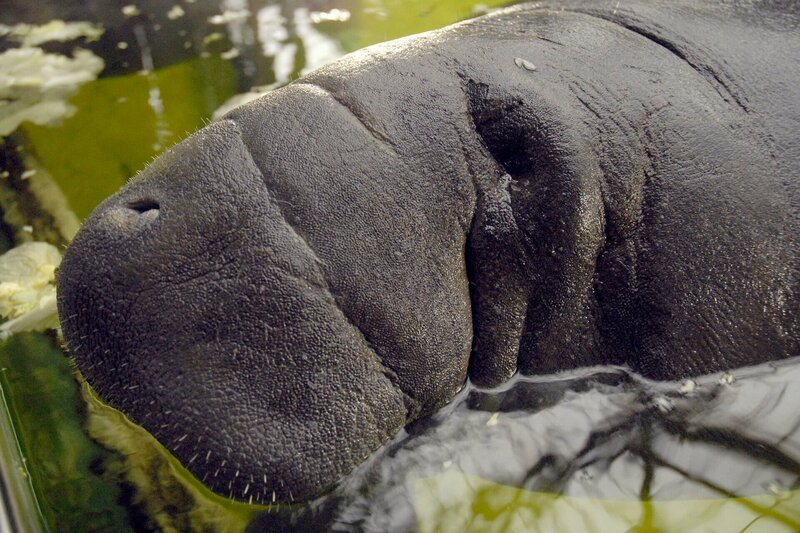 Wer gedacht hat, dass Seekühe nichts lernen können, wird von Pfleger Daniel Hollin eines besseren belehrt. Regelmäßig lässt er die Nagelmanatis, so ihr wissenschaftlicher Name, zum Training in ihrem Wasserbecken anschwimmen. – Bild: rbb/​Thomas Ernst