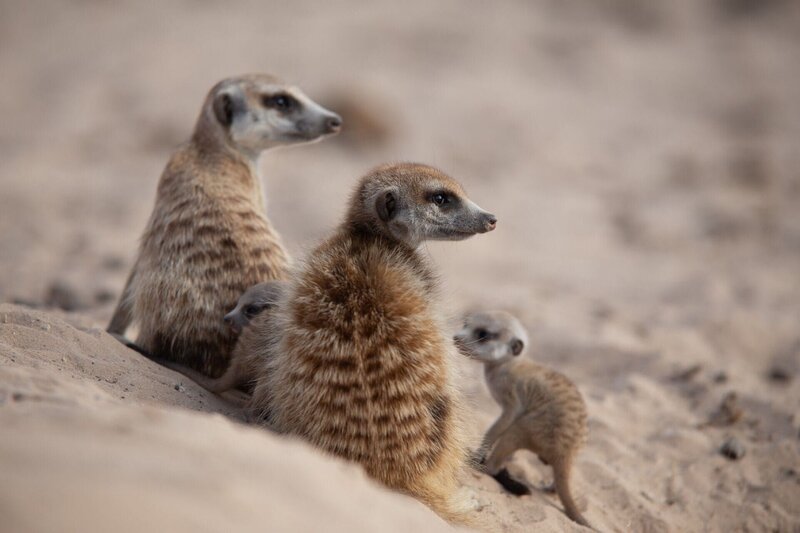 Erdmännchen Die Verwendung des sendungsbezogenen Materials ist nur mit dem Hinweis und Verlinkung auf RTL+ gestattet. – Bild: RTL /​ Oxford Scientific Films Ltd