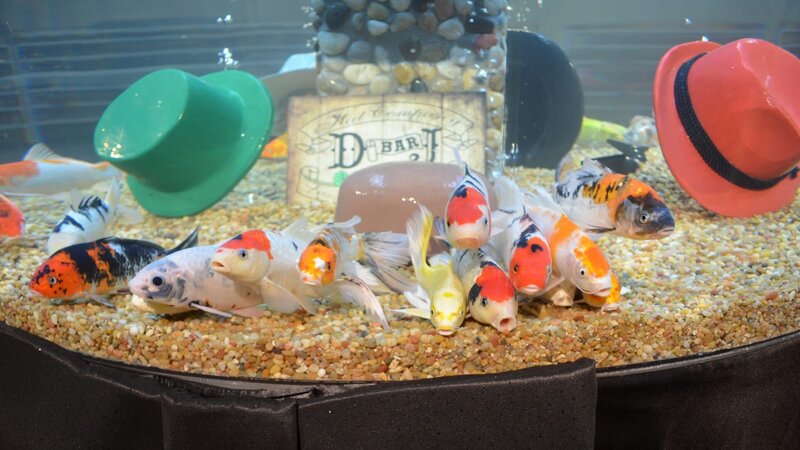 The finished Top Hat tank. – Bild: Animal Planet /​ Discovery Communications