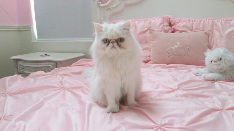 A cat sitting in its cat bed. – Bild: Animal Planet