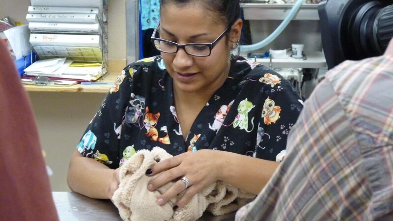 Dr. Jeff must act fast to save a kitten with head trauma. Then Dr. Amy treats a dog whose weak heart makes surgery a risk. A good Samaritan helps a family when their pit bull is hit by a car. And Dr. Baier gets a workout trying to treat two wallabies. – Bild: Animal Planet /​ Discovery Communications