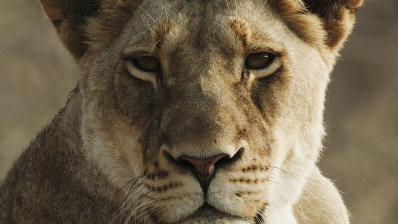 Bild: RTL /​ Malika The Lion Queen © 2021 by Fox Media LLC