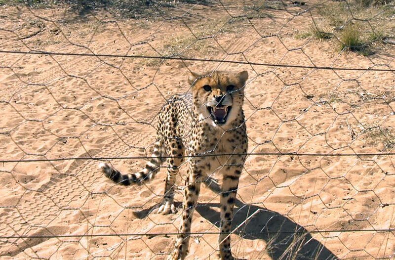 Ein entlaufener Gepard muss eingefangen werden. – Bild: SWR