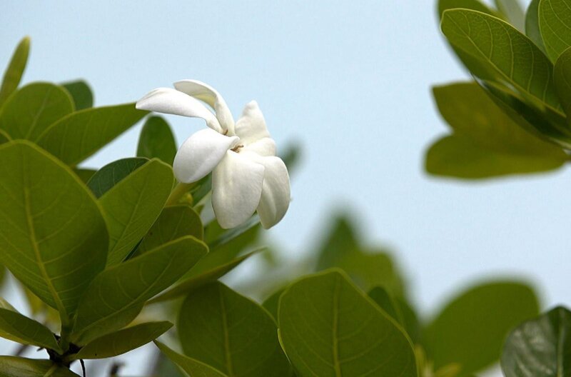 Die Tiaré-Blume – das wohlriechende Wahrzeichen Polynesiens – Bild: Elephant Doc