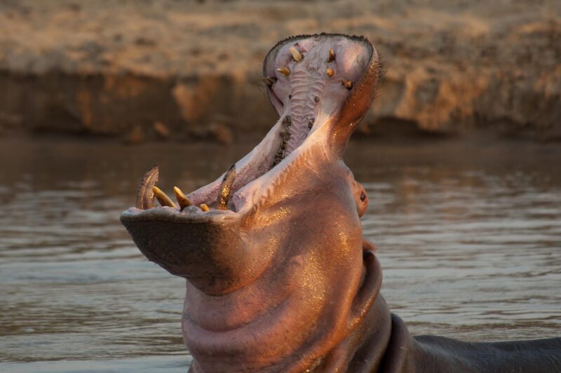 AFRICA: Hippo showing its teeth and wide jaw span. (Photo credit: © Aquavision TV Productions) – Bild: ntv